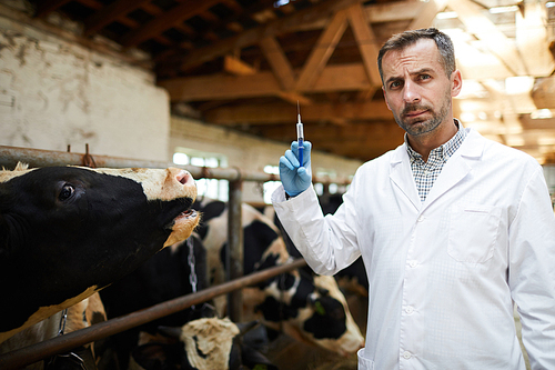 Waist up portrait of mature veterinarian  holding syringe ready to give vaccine shots to cows in dairy farm, copy space