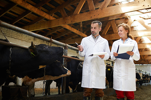 Portrait of two modern farm workers wearing lab coats walking by row of cows in shed inspecting livestock, copy space