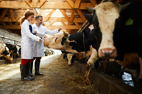 Two young farmers touching dairy cows during work in contemporary kettlefarm