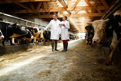Two colleagues in whitecoats standing between two stables with dairy cows and discussing their characteristics
