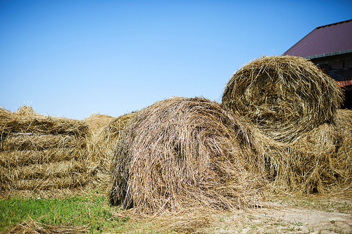 Several stacks of fresh hay prepared for livestock in contemporary kettlefarm