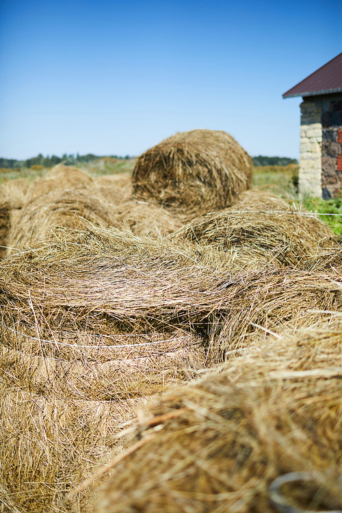 Fresh hay in stacks under blue sky in contemporary livestock farm