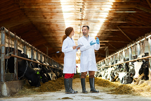 Full length  portrait of two veterinarians wearing lab coats working at farm giving vaccine shots to cows, copy space