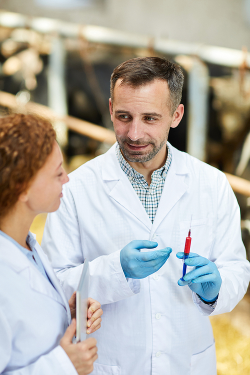 High angle portrait of two veterinarians wearing lab coats working at farm giving vaccine shots to cows