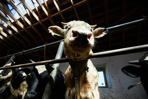 Low angle portrait of young calf standing in stall at sunlit dairy farm, copy space