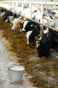 Bucket of fresh steaming milk on floor of rustic farm with cows in row eating hay, copy space