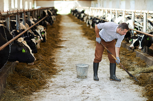 Full length portrait of modern farm worker cleaning up in cow barn, copy space