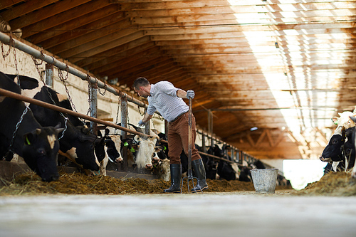 Worker of contemporary kettlefarm taking care of dairy cows in stable and feeding them