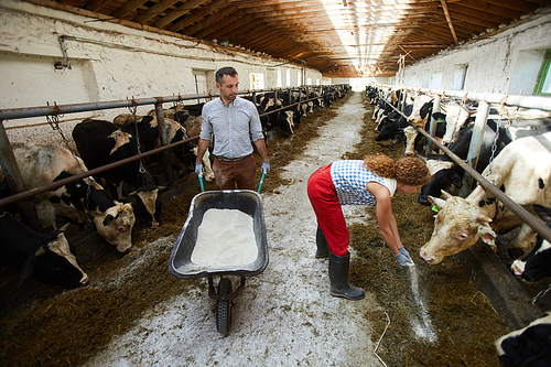 Two young farm workers feeding dairy cows in stables during working day