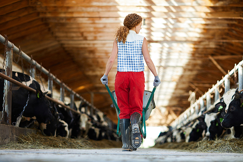 Back view portrait of young woman pushing trolley walking across cowshed at farm, copy space
