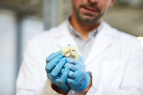 Gloved hands of contemporary agroengineer holding two small cute chicks
