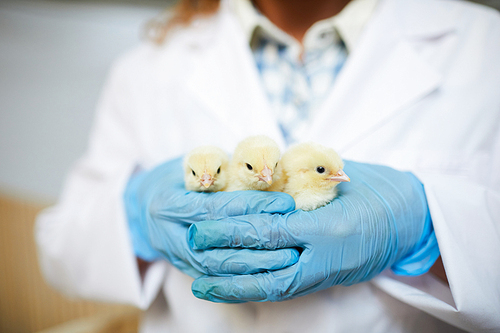 Gloved hands of agroengineer holding three cute chicks from new breed