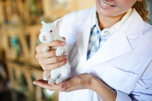 Cute white little rabbit in hands of young contemporary agroengineer in whitecoat