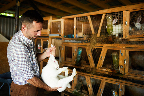 Young farmer holding white rabbit by ears while standing by cages containing other ones