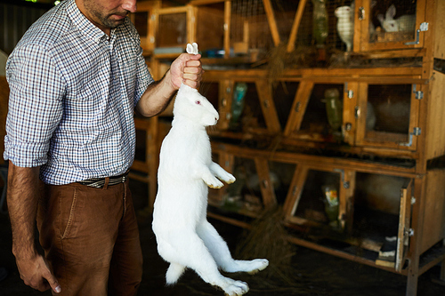 Contemporary male farmer holding white rabbit by ears and checking its weight