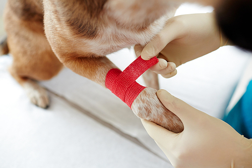 Overview of dog paw and gloved hands of doctor putting red bandage around