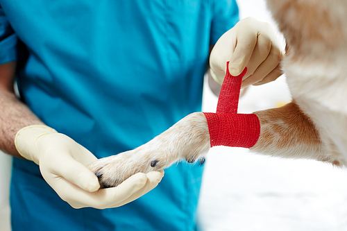 Paw of dog in red elastic bandage in gloved hand of veterinarian