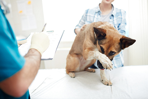 Scared sick dog keeping his paw on nose while looking at veterinarian making medical notes