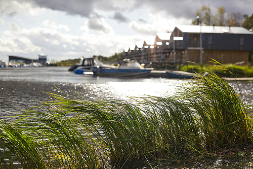 Tall green grass swinging in wind on shore, motorboats moored to pier in background