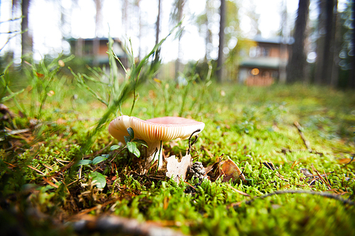 Close-up of toadstool mushroom growing on green lawn with leaves, twigs and pine cones in forest