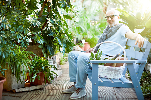 Restful senior man relaxing on blue bench with basket for picnic near by among green plants