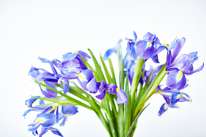 Freshly cut bouquet of beautiful irises against white background