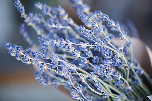 Bunch of dry lavender flowers made up of group of thin branches covered with tiny blossom
