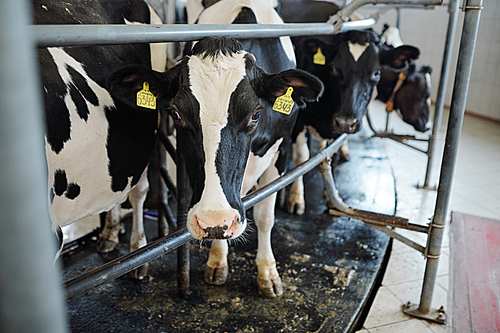 Several milk cows standing behind fence inside stable in large contemporary animal or livestock farm