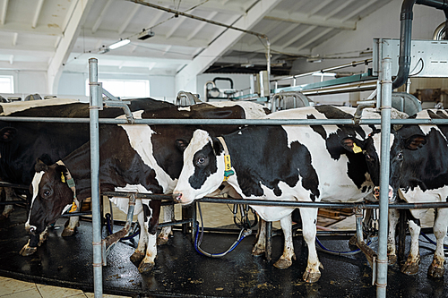 Medium group of milk cows standing in row in large stall or stable behind fence in modern farm