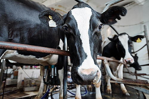 Black-and-white muzzle of milk cow looking at you while standing behind fence on background of other cattle