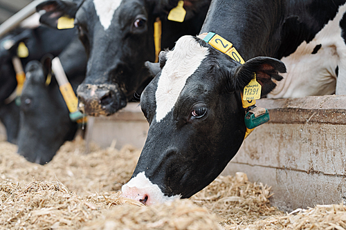 Group of black-and-white milk cows eatin fresh hay while standing in row behind fence in modern barn