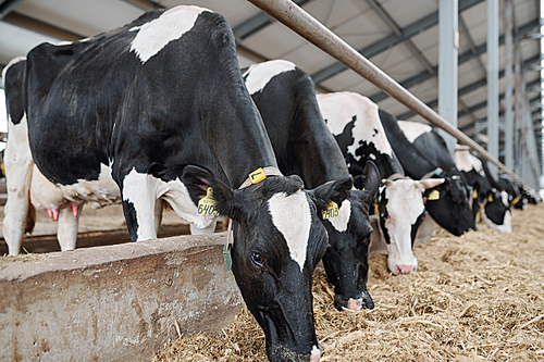 Row of large group of milk cows standing along fence inside long stable while eating fresh hay