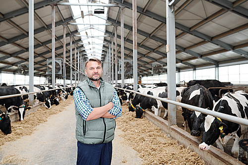 Young successful farmer standing in the middle of long aisle inside milk cow farm among livestock