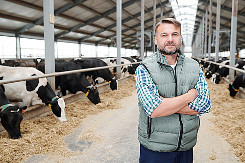 Confident mature farmer or worker of contemporary farmhouse looking at you while standing on background of milk cows