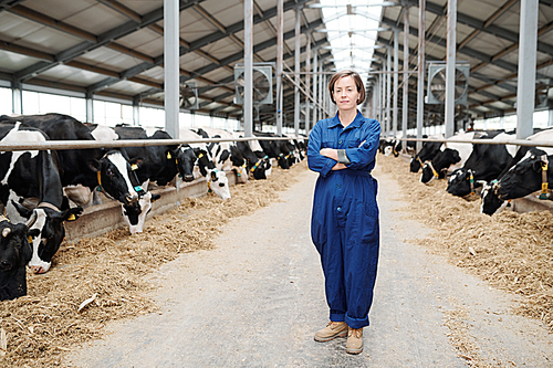 Pretty young farmhouse worker in workwear standing in long aisle between two rows of milk cows during work