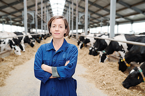 Young confident female farmer or worker of farmhouse crossing arms on chest while standing in long aisle between cows