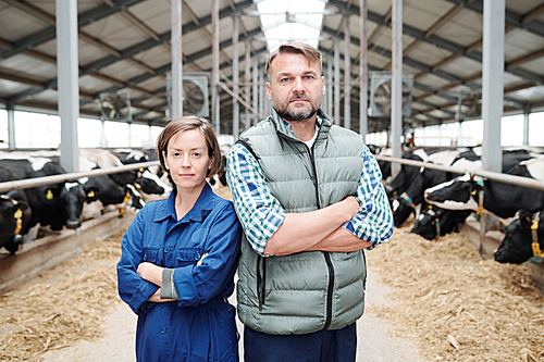 Confident mature head of modern farmhouse and one of his subordinates looking at you on background of two long rows of milk cows