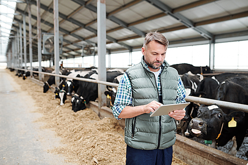 Mature male worker of contemporary animal farm using digital tablet while searching for online information about new kinds of food for milk cows