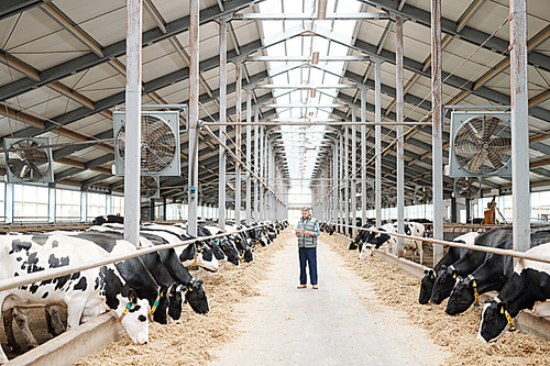 Two long rows of milk cows eating fresh hay and male worker of farmhouse using tablet to read information about new breed