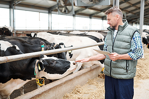 Professional milk cow carer with digital tablet standing by group of livestock behind fence and touching one of them by hand