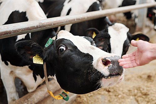 Muzzle of young black-and-white milk cow behind fence touching hand of farmhouse worker taking care of livestock