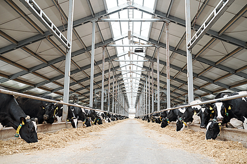 Two long rows of livestock eating hay inside large contemporary farmhouse without any workers or staff around