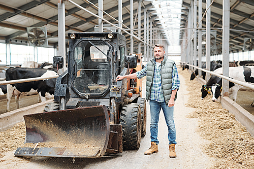 Mature confident worker of modern farmhouse standing by tractor or other working equipment on long aisle between two rows of milk cows