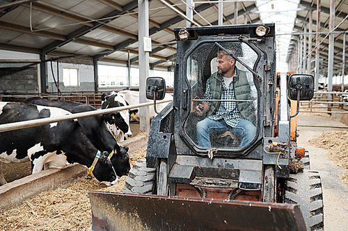 One of contemporary farmhouse workers sitting in tractor while moving along aisle between rows of livestock and cleaning the way