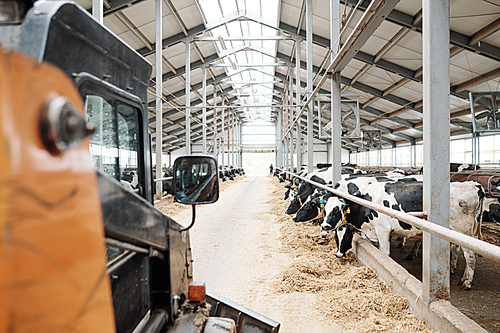 Long aisle of modern animal farm between two rows of milk cows eating hay behind fence along farmhouse