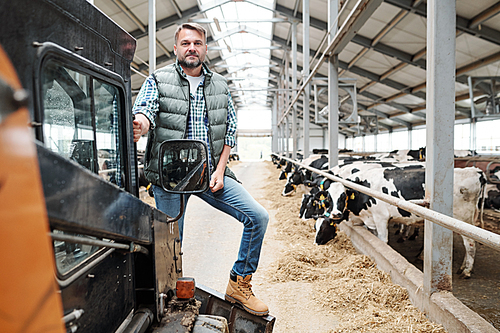 Male worker of large animal farm looking at you while standing on working equipment on aisle between rows of cattle