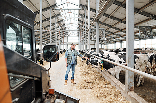 Young man in casualwear standing by row of milk cows and touching one of them while working in farmhouse