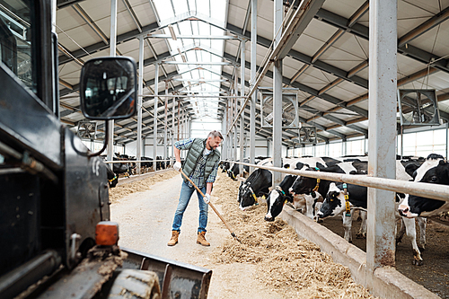 Young worker of contemporary animal farm turning hay over with hayfork while preparing food for milk cows