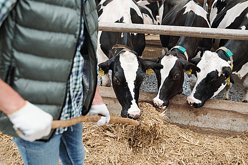 Small group of black-and-white dairy cows eating fresh hay from hayfork held by animal farm worker standing in front of them