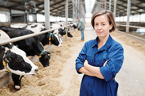 Young female worker of dairy farm looking at you while standing in front of camera on background of long row of milk cows